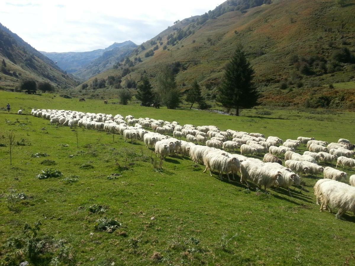 Gite De Montagne Du Plateau De Lhers- Accueil Randonneurs Accous Luaran gambar